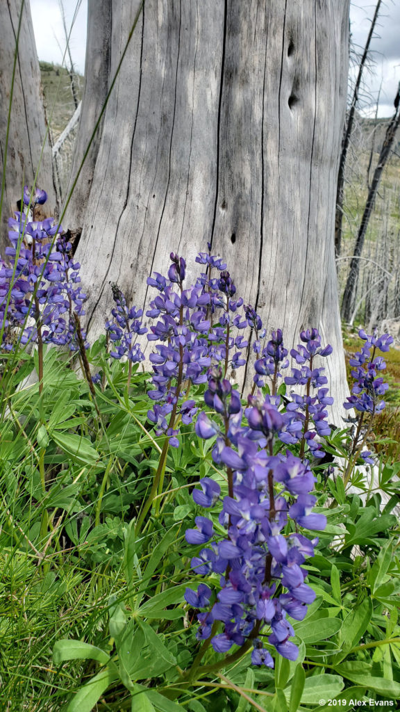 Lupine and a dead tree on the pct