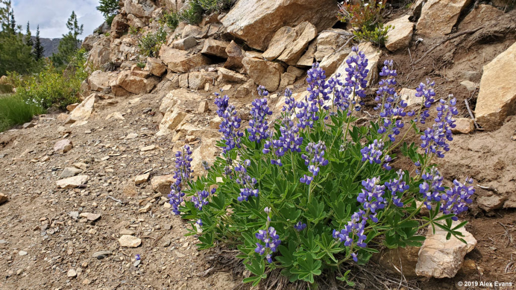 Lupine and rocks on the pct