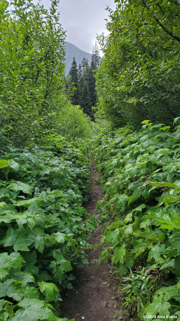 Devils Club on the PCT