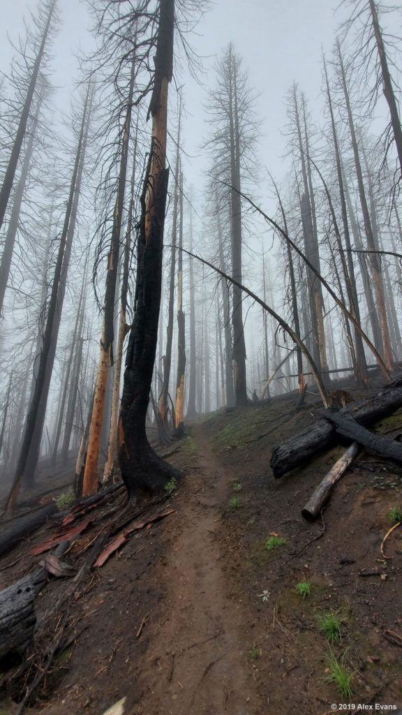 Foggy burn area on the PCT