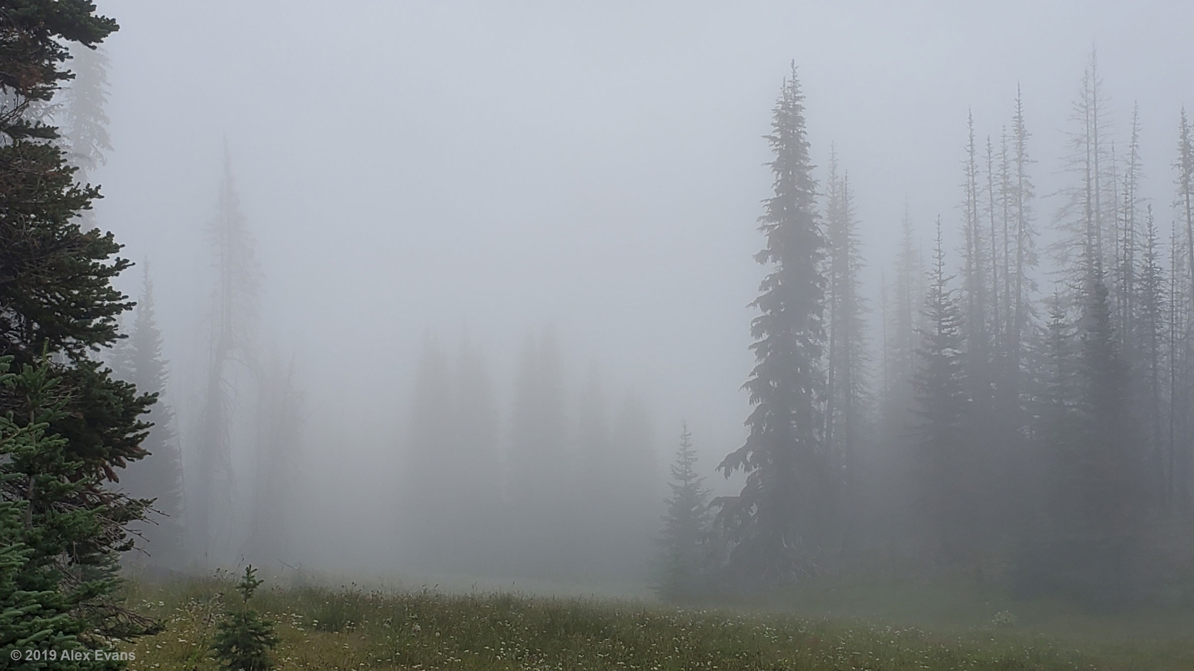 Misty meadow on the PCT