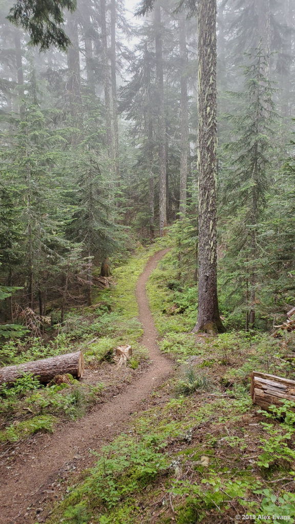 Misty stretch of trail on the PCT