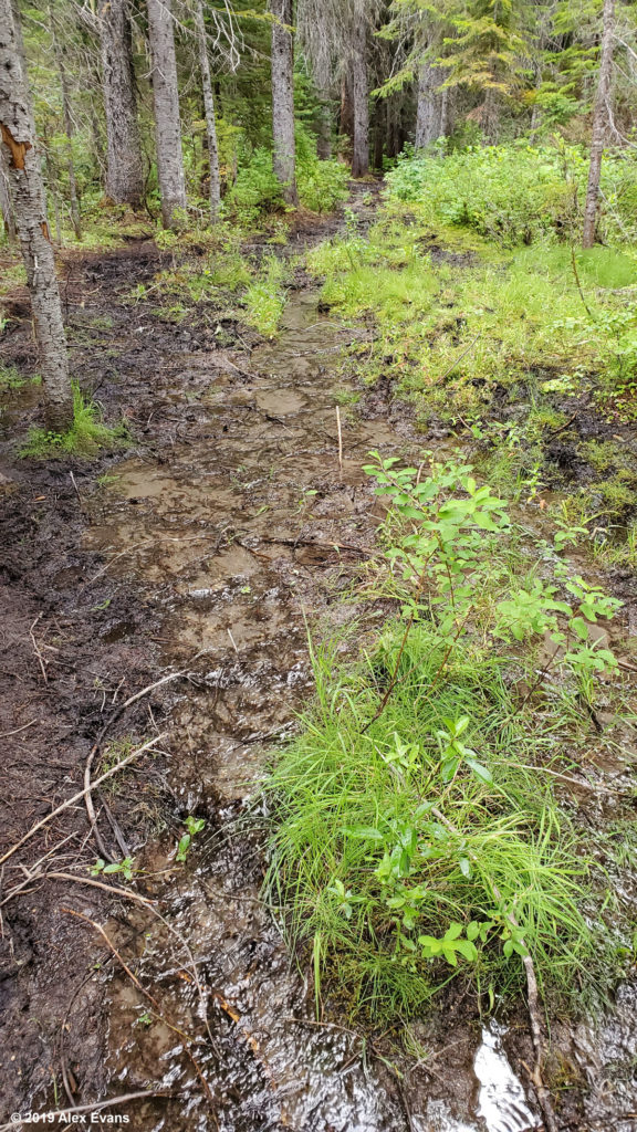 Muddy PCT