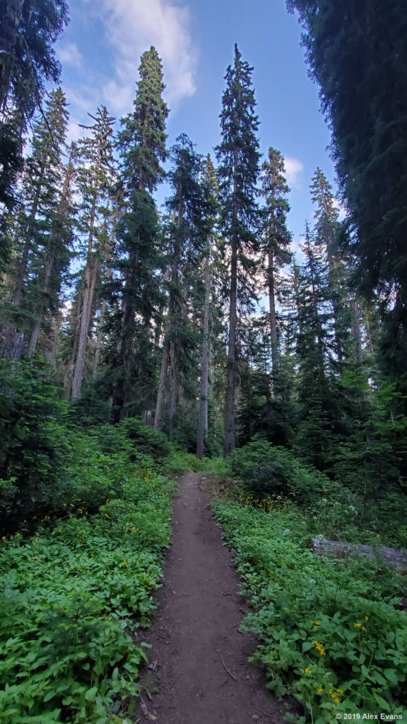 PCT near Rainy Pass