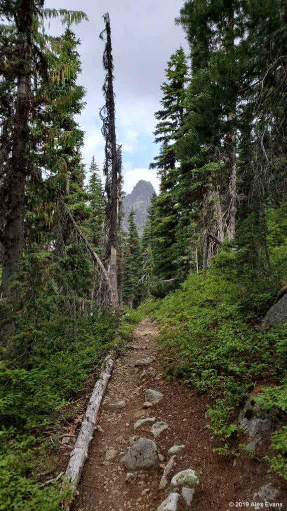 Trees and a mountain on the PCT