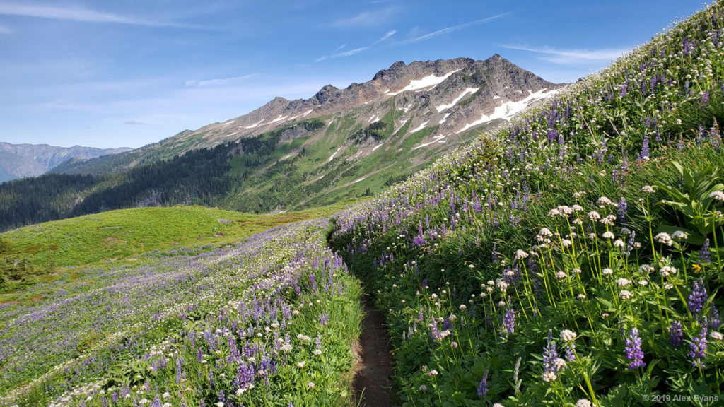 Wild flowers and a mountain view on the PCT