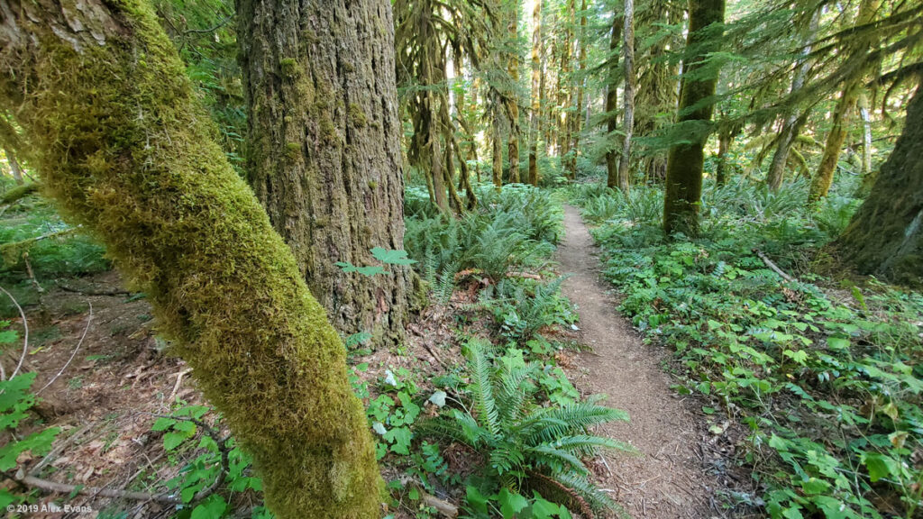 Ferns on the PCT