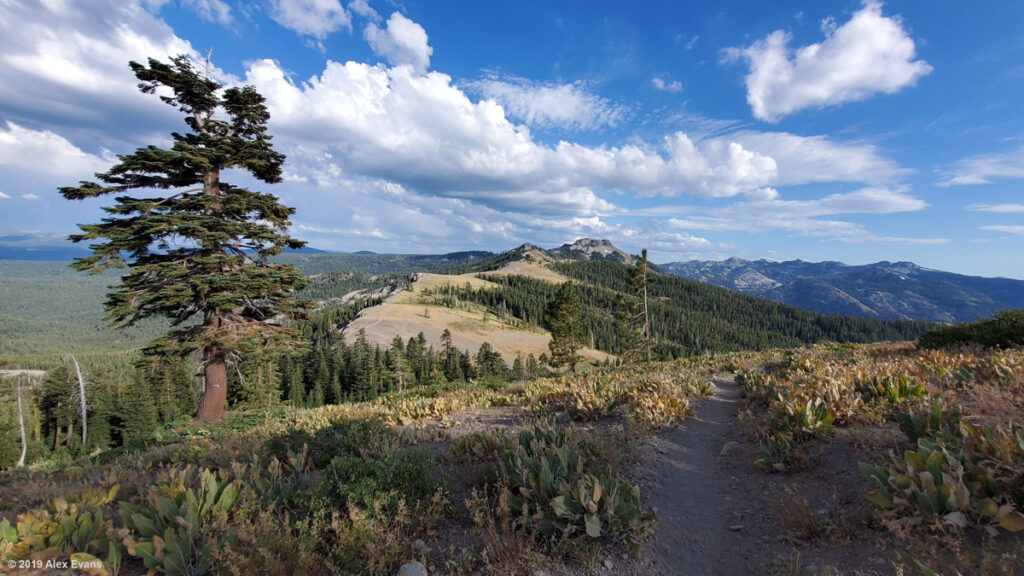 Lone tree near Donner Pass on the PCT