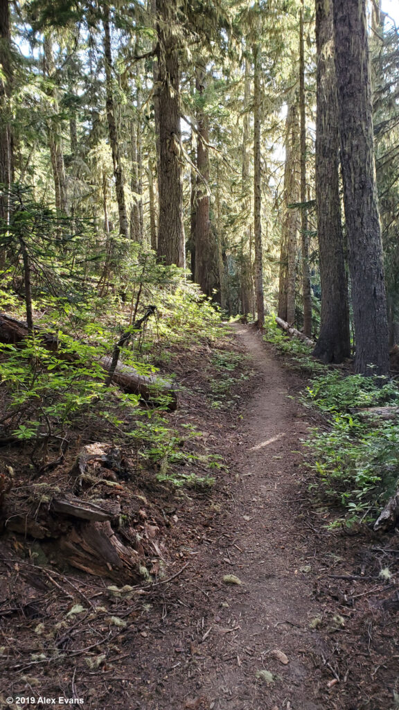 Tree lined PCT and morning sun