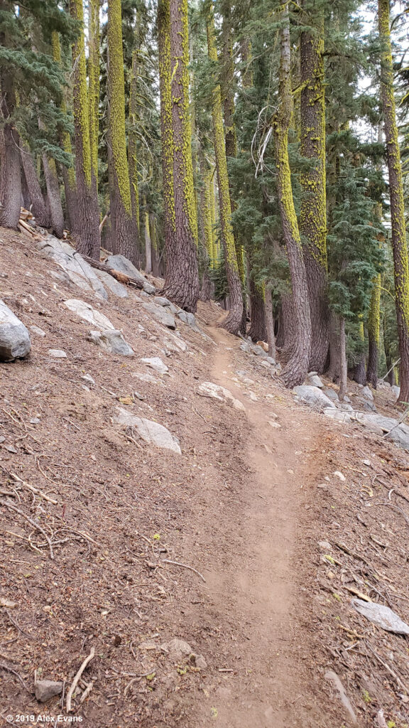 Trees near Five Lakes Creek on the PCT