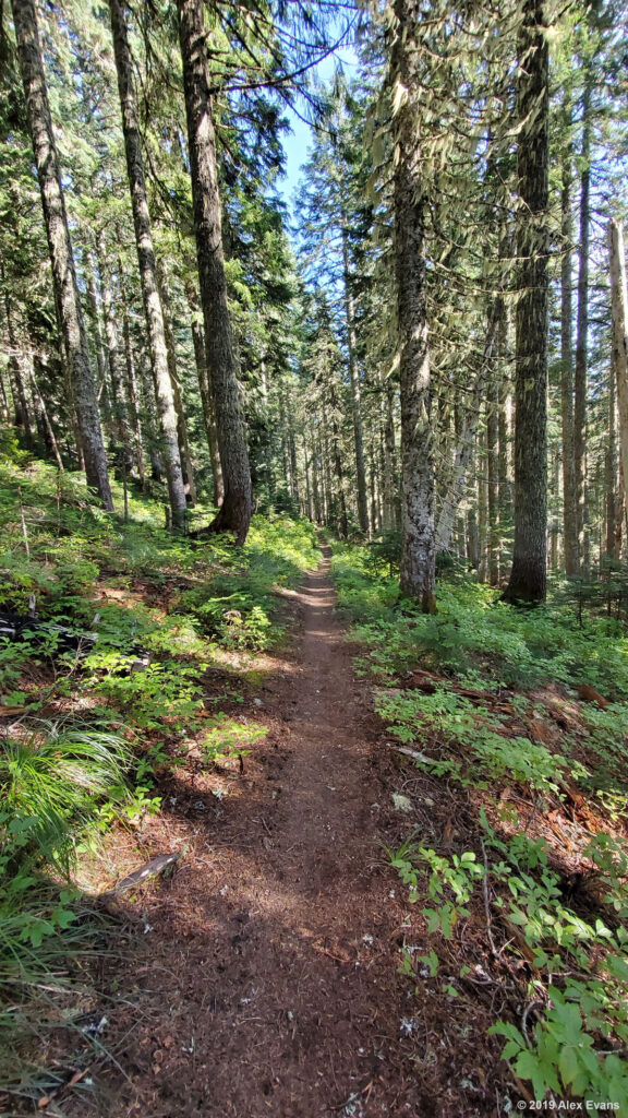 Trees along the PCT in southern Washington