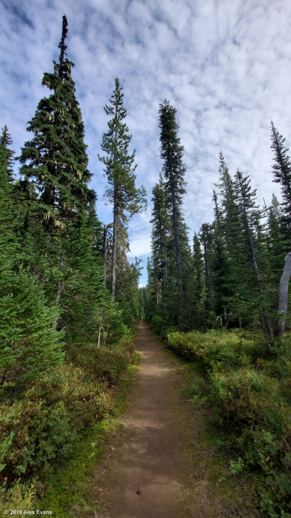 Clouds and trees on the PCT in southern Washington