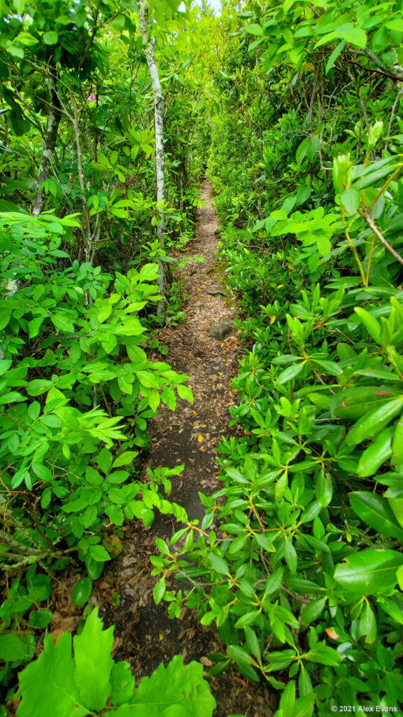 Narrow section on the Art Loeb Trail