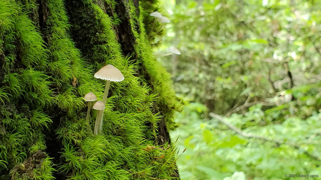 Mushrooms on the Art Loeb Trail