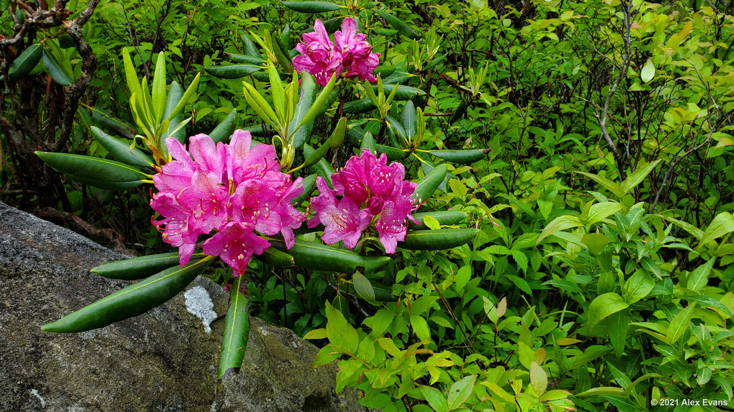 Rhododendron Flower on the Art Loeb Trail